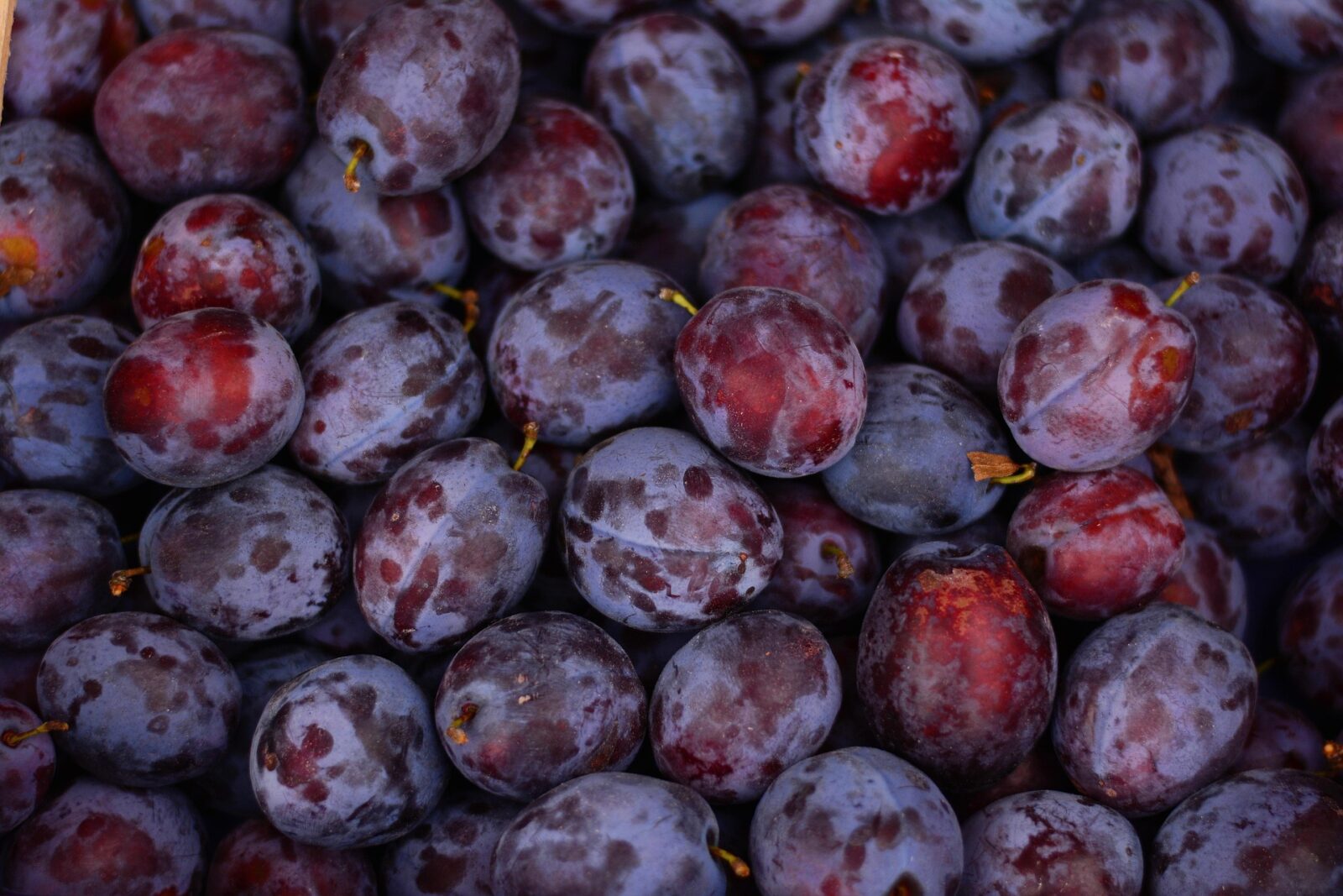 Congerdesign plums 2724160 1920
