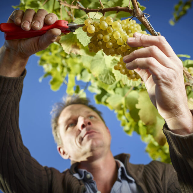 Portrait Artisan Vigneron